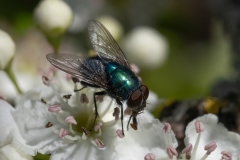 Lucilia sp