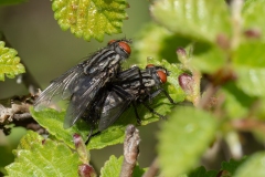 Sarcophaga sp