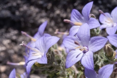 Campanula fragilis cavolinii