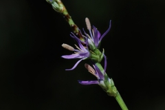 Asyneuma limonifolium
