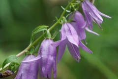 Campanula rapunculoides