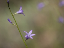 Campanula rapunculus