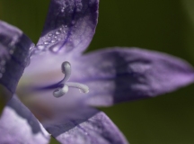 Campanula rapunculus