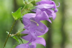 Campanula trachelium
