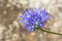 Jasione montana
