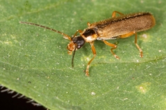 Rhagonycha nigrosuta