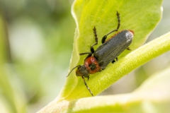 Cantharis fusca
