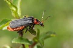 Cantharis fusca