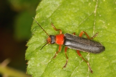 Cantharis pellucida