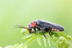 Cantharis rustica