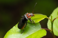 Cantharis rustica