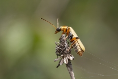 Metacantharis clypeata