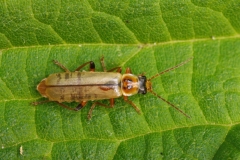 Metacantharis clypeata