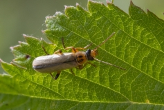 Metacantharis clypeata