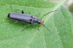 Osphya bipunctata.