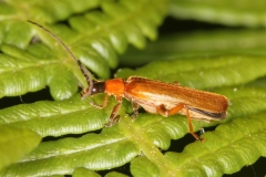Rhagonycha nigriceps