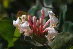 Lonicera implexa