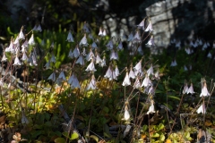Linnaea borealis