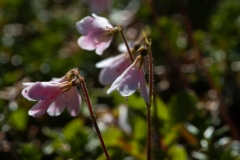 Linnaea borealis