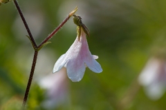 Linnaea borealis