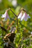 Linnaea borealis