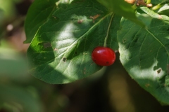 Lonicera alpigena