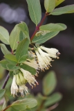 Lonicera caerulea