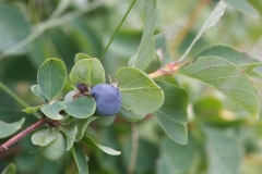 Lonicera caerulea