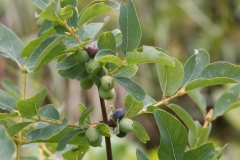 Lonicera caerulea