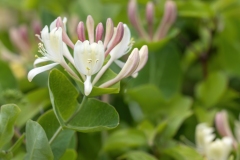 Lonicera caprifolium