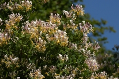 Lonicera caprifolium