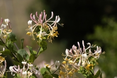 Lonicera caprifolium