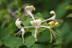 Lonicera caprifolium