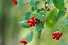 Lonicera etrusca
