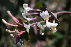 Lonicera implexa
