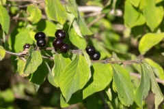 Lonicera xylosteum nigra