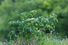 Lonicera xylosteum var. nigra