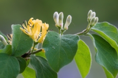 Lonicera xylosteum var. nigra