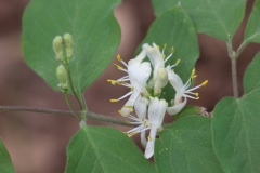 Lonicera xylosteum var. nigra