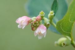 Symphoricarpos albus