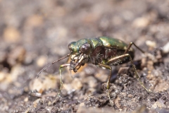 Calomera littoralis nemoralis
