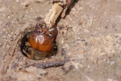 Calomera littoralis nemoralis