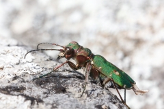Cicindela campestris