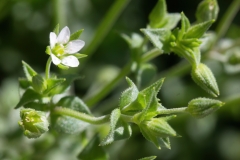 Arenaria serpyllifolia