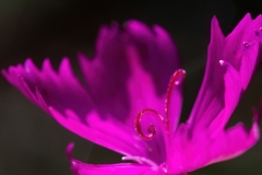 Dianthus carthusianorum