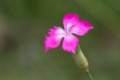 Dianthus virgineus