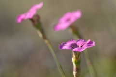 Dianthus virgineus