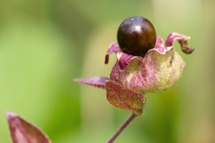 Silene baccifera