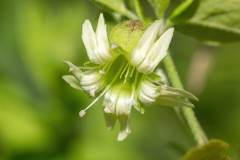 Silene baccifera