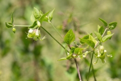 Silene baccifera